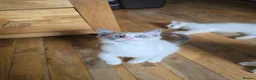 Ragdoll cats for sale: 🐾 Beautiful Ragdoll Kittens ready to leave 🐾 - Advert 29