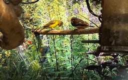 Finches birds for sale: Lots of different types of finches,DOVE PAIR  - Image 13