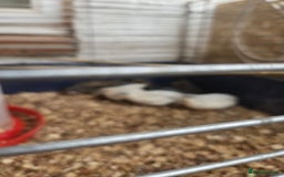 Mixed Breed birds for sale: Painted quails  young chick's  - Advert 4