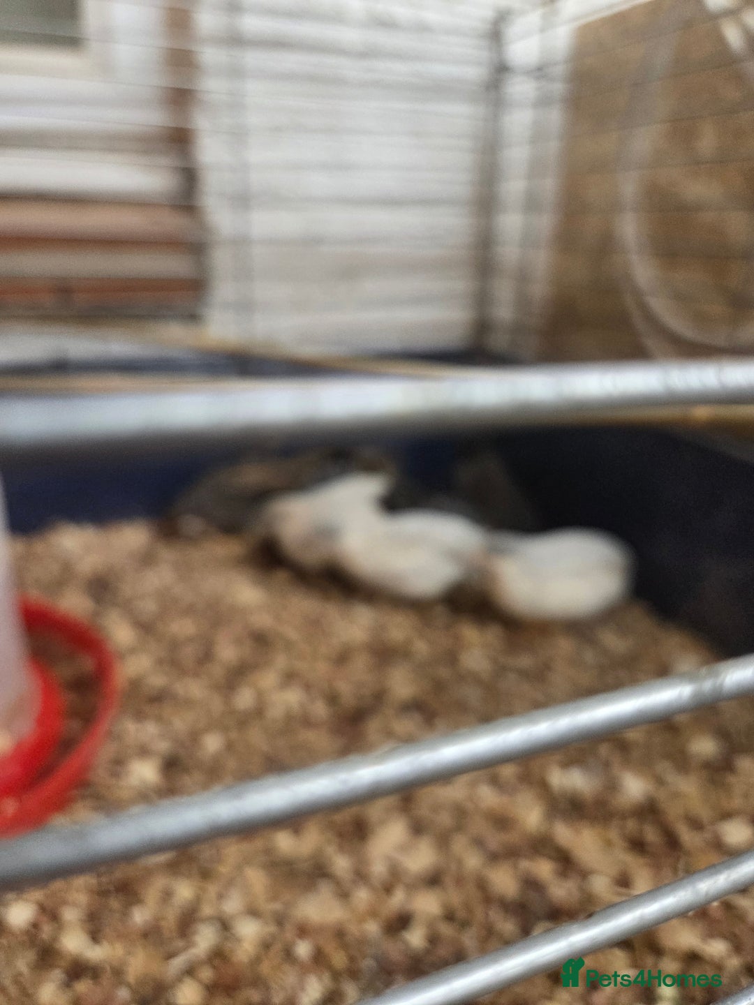 Mixed Breed birds for sale: Painted quails  young chick's  - Advert 4