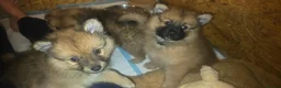 German Spitz dogs for sale: Lovingly Raised German Spitz Puppies - Advert 11