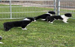 Border Collie dogs for sale: Beautiful border collie puppies  - Image 6