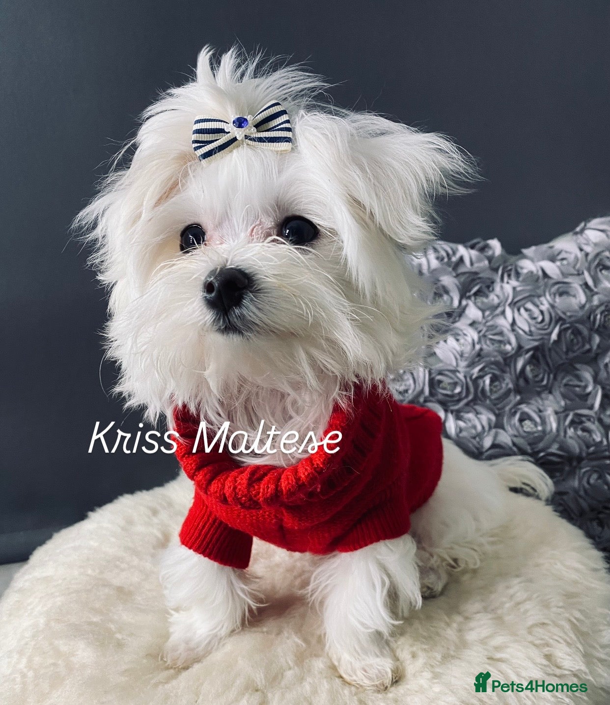 Maltese dogs ✨ Outstanding KC korean bloodine Maltese boy left✨ - Advert 18