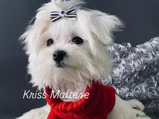 Maltese dogs ✨ Outstanding KC korean bloodine Maltese boy left✨ - Advert 18