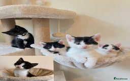 British Shorthair cats for sale: Kittens for sale - Image 1