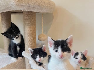 British Shorthair cats - Advert 15