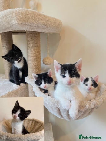 British Shorthair cats - Advert 2