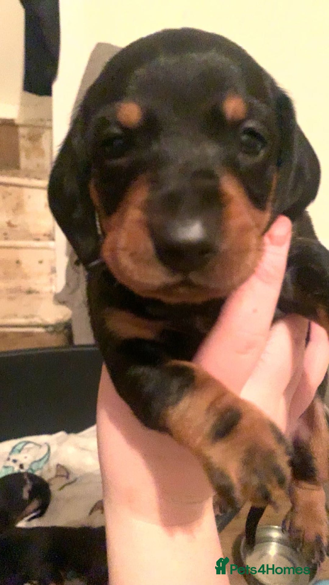 Dachshund dogs for sale: Beautiful Litter Standard Smooth Dachshunds - Advert 8