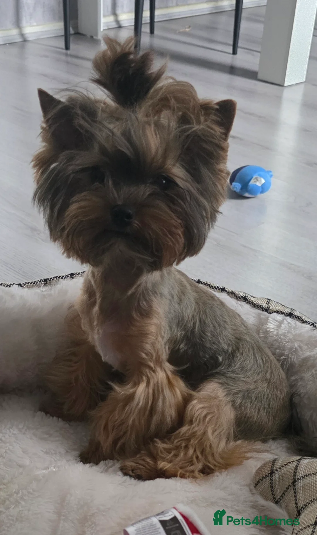 Yorkshire Terrier dogs for sale: Mini Yorkshire terrier boy - Advert 2