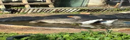 Geese poultry for sale: Dewlap Toulouse  - Advert 2