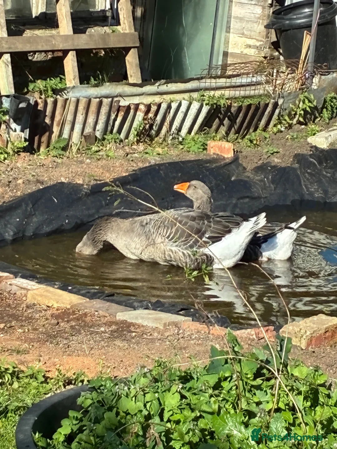 Geese poultry for sale: Dewlap Toulouse  - Advert 2