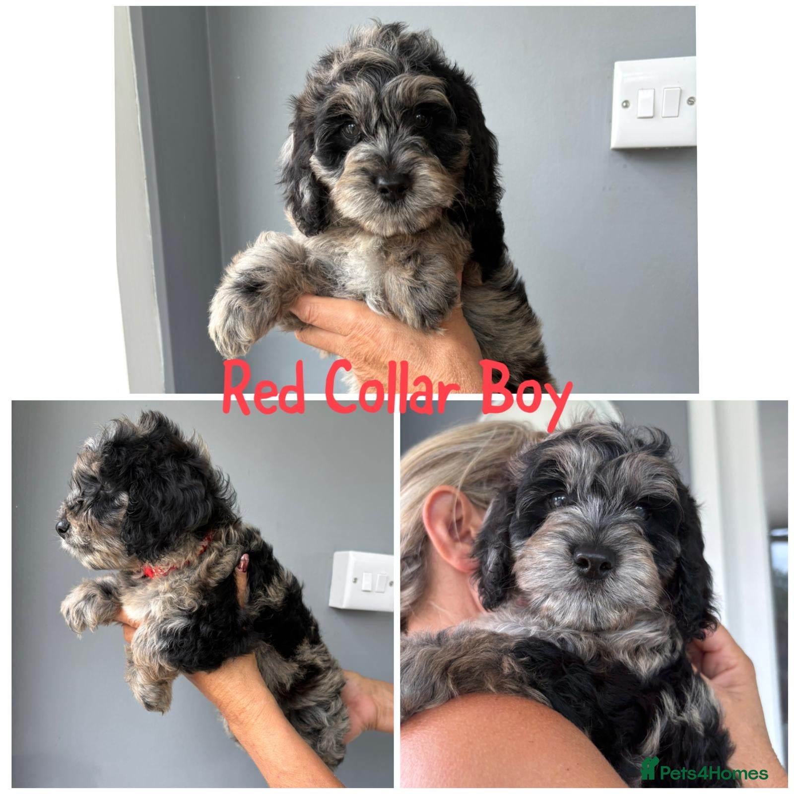 Cockapoo dogs  (Ready Now) stunning Cockapoo puppies - Advert 2
