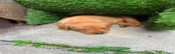 Labrador Retriever dogs for sale: Red fox Labradors  in Whitley Bay - Advert 12