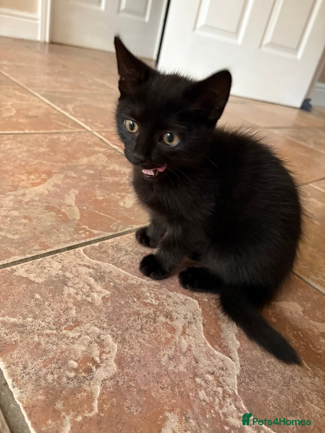 Mixed Breed cats for sale: Beautiful 10 week old kitten - Advert 2