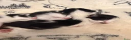 Bombay cats for sale: Beautiful tuxedo kittens  in Torquay - Advert 6