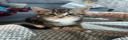 Mixed Breed cats for sale: Stunning kittens for sale in Bognor Regis - Advert 2