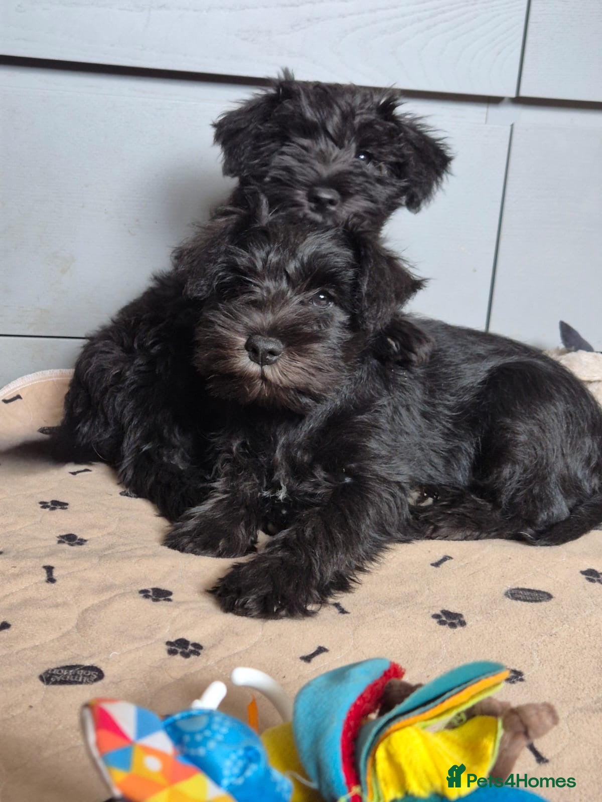 Miniature Schnauzer dogs 2 girls left! KC Miniature Schnauzer Puppies  - Advert 6