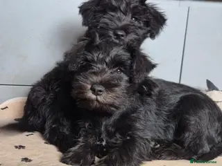 Miniature Schnauzer dogs 2 girls left! KC Miniature Schnauzer Puppies - Advert 6