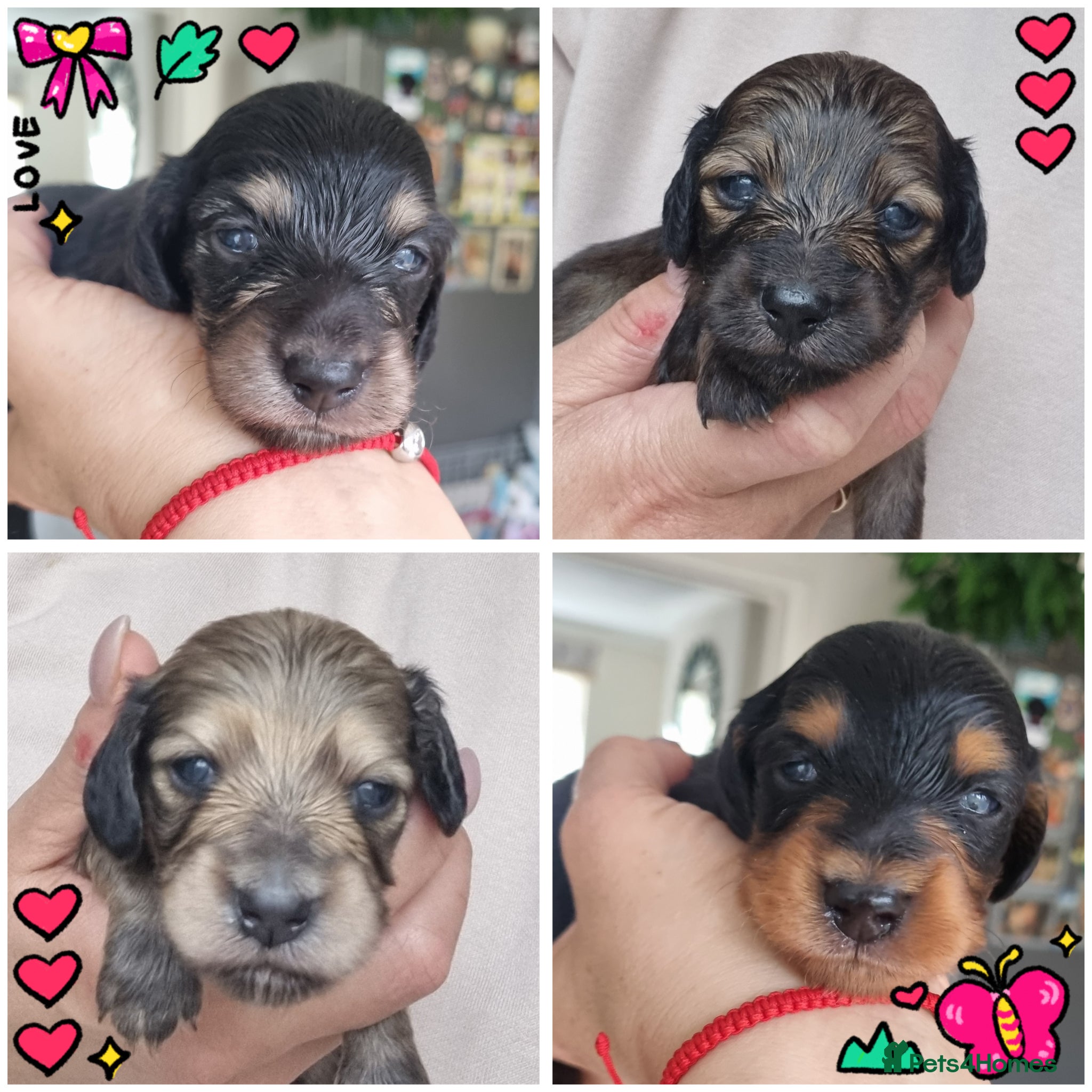 Miniature Dachshund dogs 🌟 Miniature LH Dachshund Puppies 🌟  - Advert 5