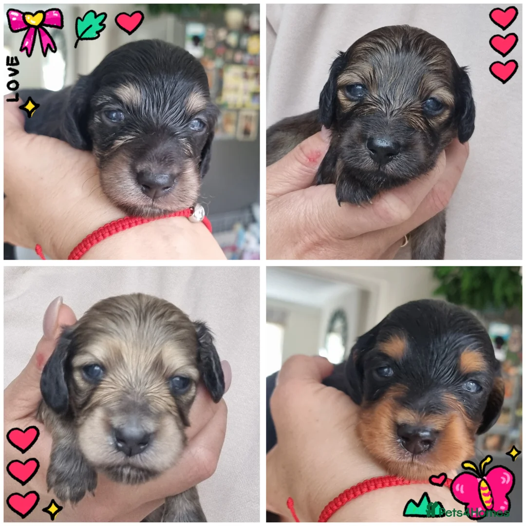 Miniature Dachshund dogs for sale: 🌟 Miniature LH Dachshund Puppies 🌟  - Advert 1