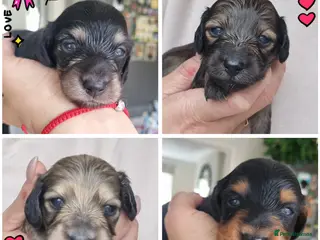 Miniature Dachshund dogs 🌟 Miniature LH Dachshund Puppies 🌟 - Advert 5