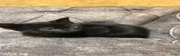 British Shorthair cats for sale: Gorgeous black kitten - Advert 15