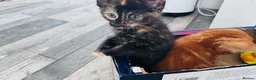 Mixed Breed cats for sale: 5 very pretty and beautiful kittnes - Advert 7