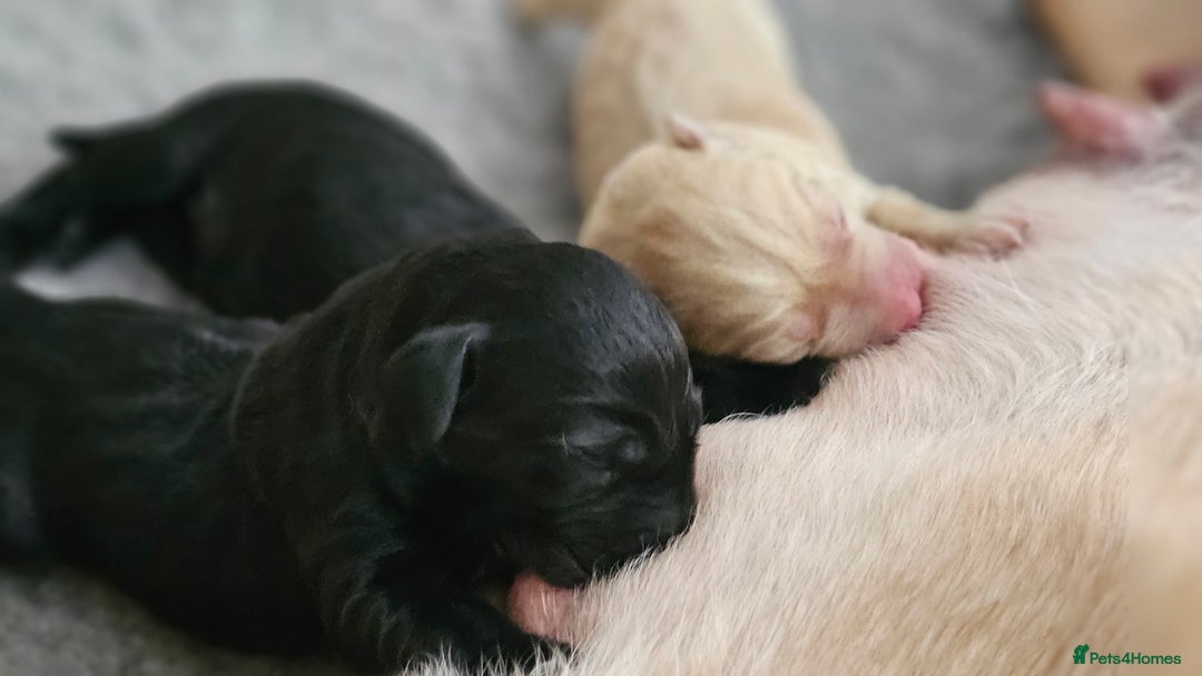 Labrador Retriever dogs for sale: KC Labrador Puppies – Ready 23rd August 🐾 - Image 13