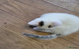 Mixed Breed cats for sale: Pet Kittens  - Image 8