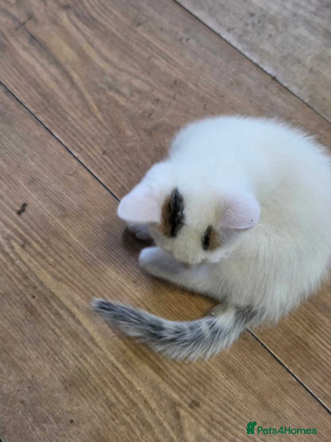 Mixed Breed cats for sale: Pet Kittens  - Image 8