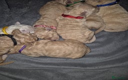 Poochon dogs for sale: Poochons - Image 10