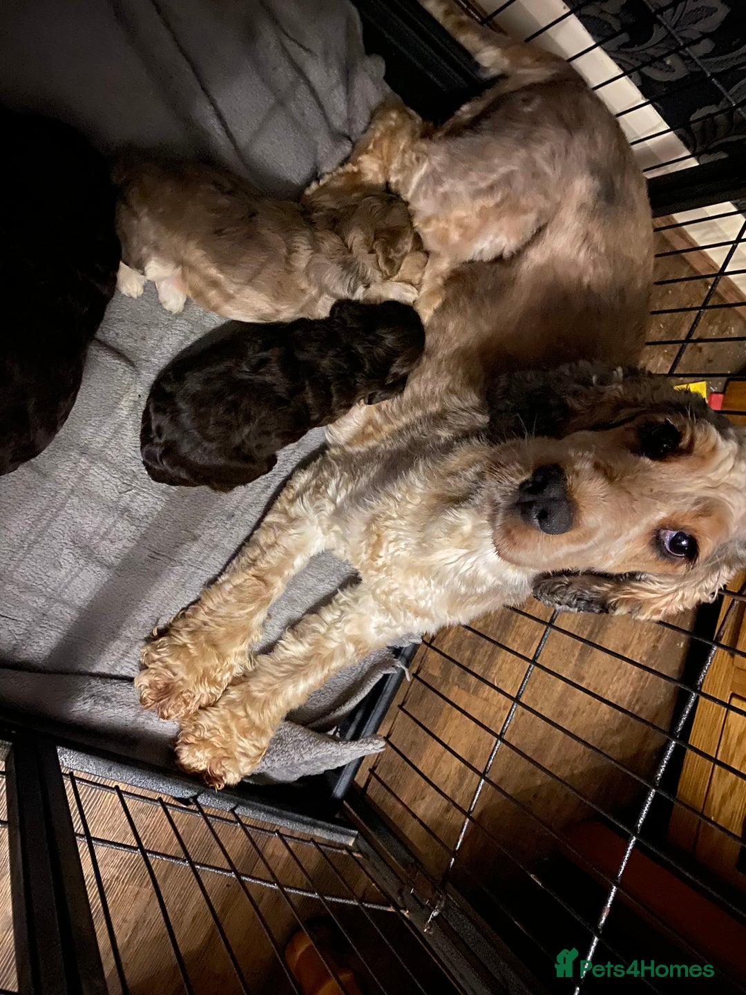 Cockapoo dogs for sale: Gorgeous F1 cockerpoo  - Image 7
