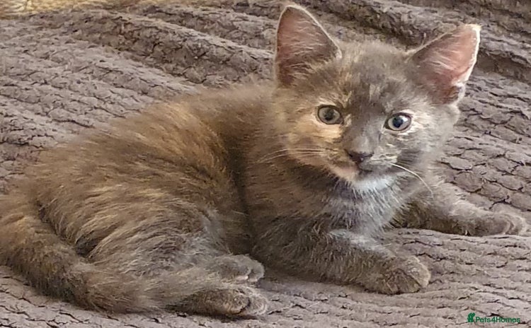 Mixed Breed cats - Advert 9