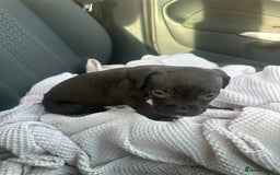 Mixed Breed dogs for sale: Staff x cane corso puppies - Image 38