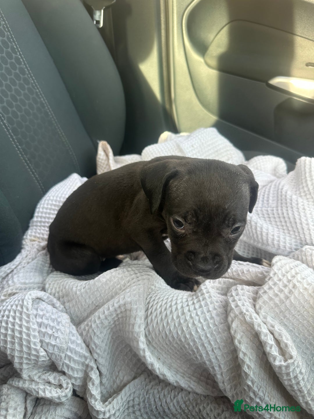 Mixed Breed dogs for sale: Staff x cane corso puppies - Image 38