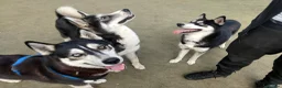 Siberian Husky dogs for stud: Husky Stud  - Advert 33