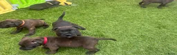 Staffordshire Bull Terrier dogs for sale: **KC reg*22 Champions* staffy pups - Advert 9