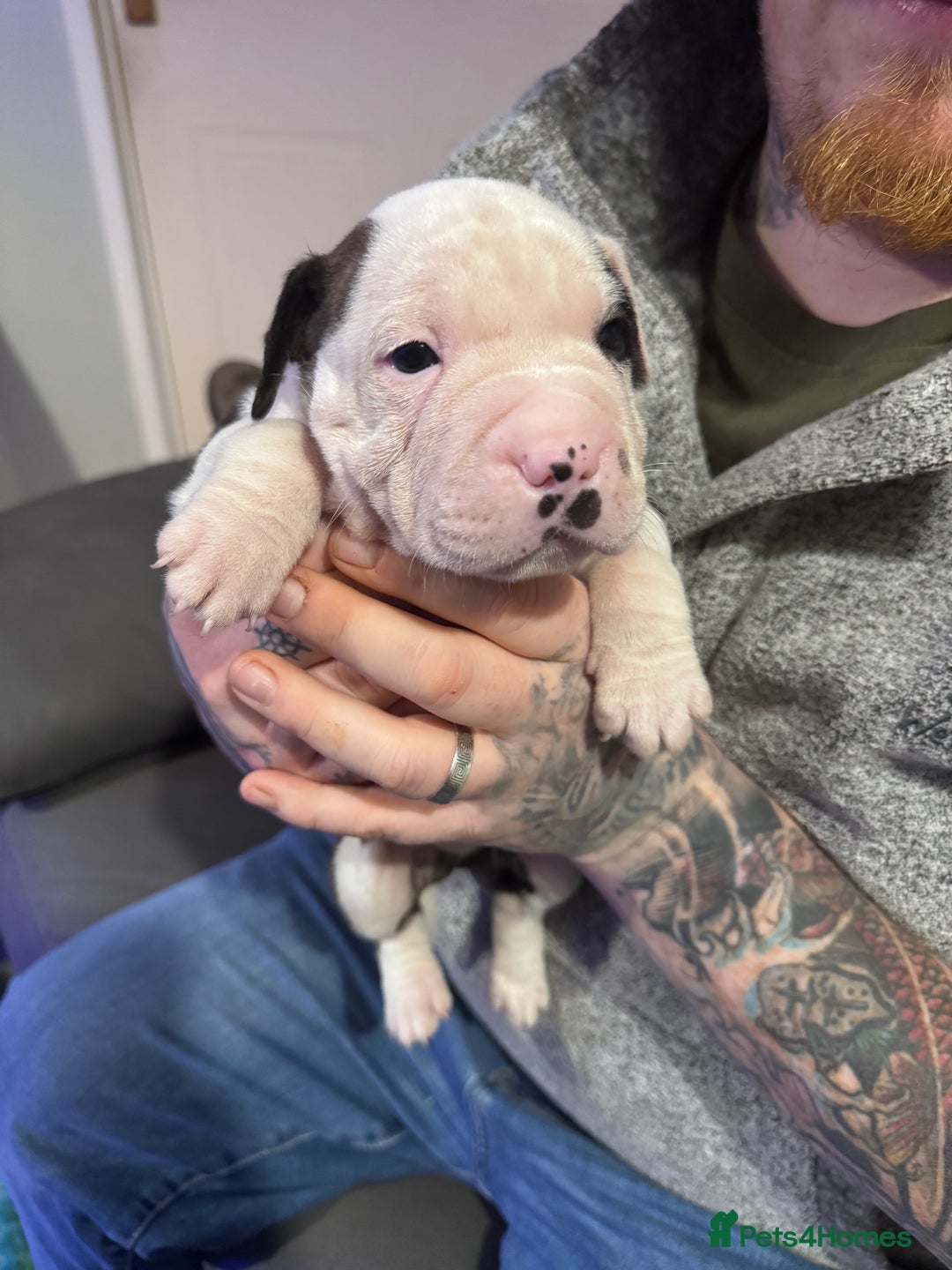 Staffordshire Bull Terrier dogs for sale: Stunning Female  Staffy x Pups - Advert 6