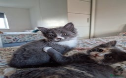 British Shorthair cats for sale: Half British Shorthair half fluffy  - Image 8