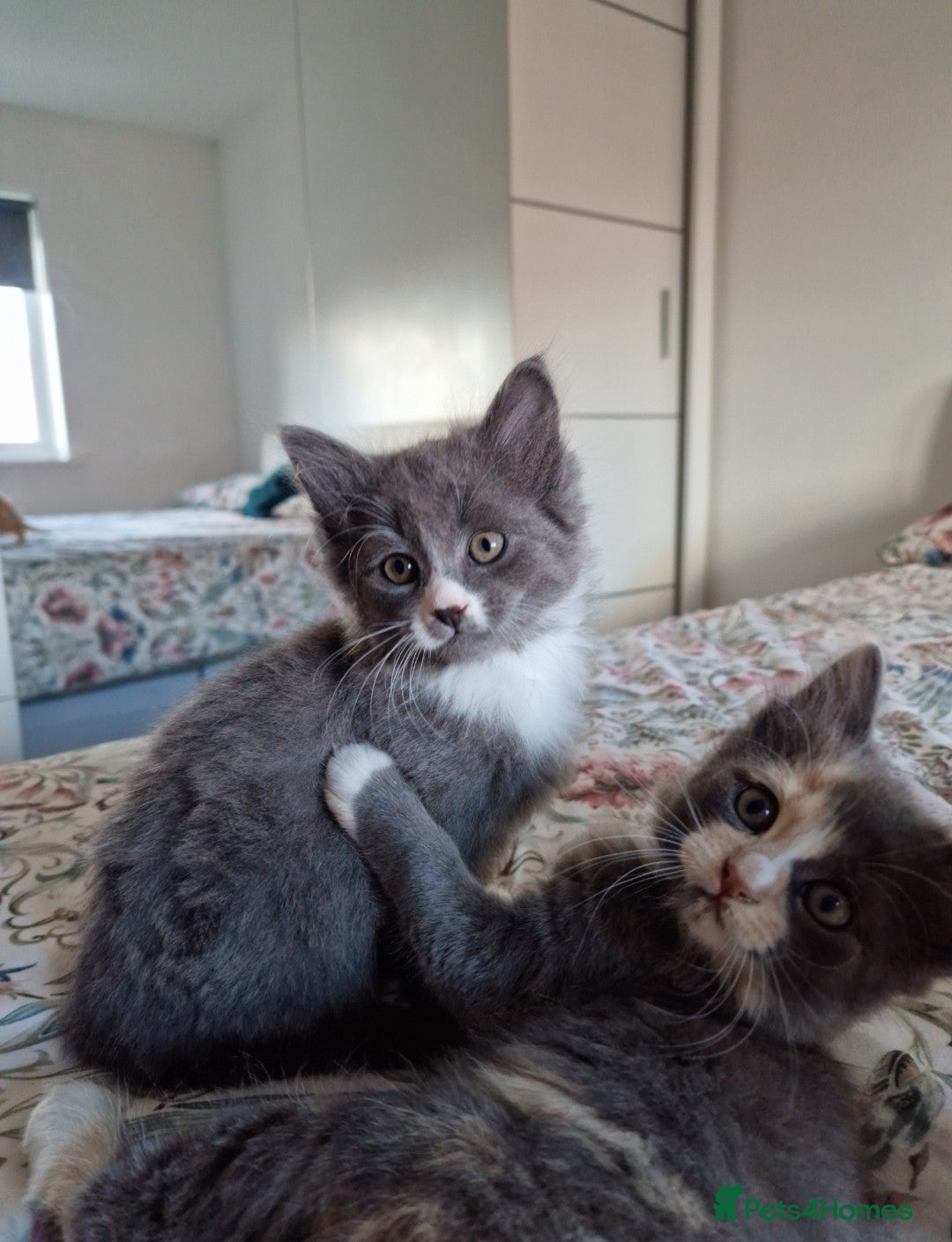 British Shorthair cats for sale: Half British Shorthair half fluffy  - Image 8