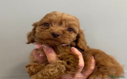 Cockapoo dogs for sale: Stunning Fox Red f1 cockapoo puppies  - Image 7