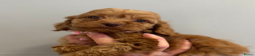 Cockapoo Puppy 2