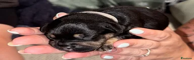 Mixed Breed 2