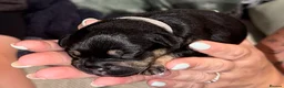 Mixed Breed dogs for sale: F1 Floodle puppies  in Letchworth Garden City - Advert 6