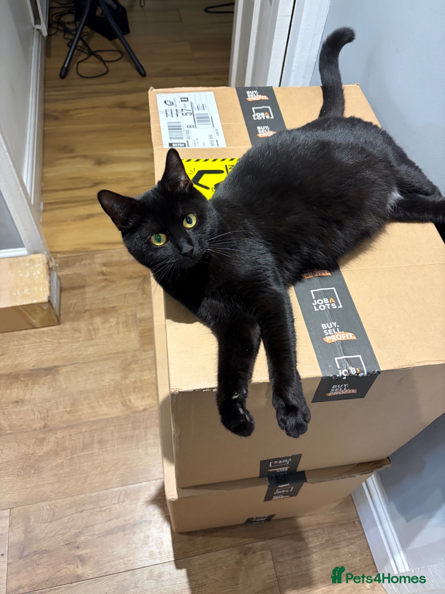 Mixed Breed cats BSH x Bombay kittens  - Advert 12