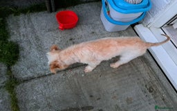 Mixed Breed dogs for adoption: Meet Snowy, currently residing in Crawley - Image 5