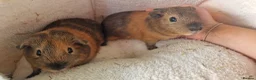 Guinea Pig rodents for sale: Teddy guinea pig - Advert 4