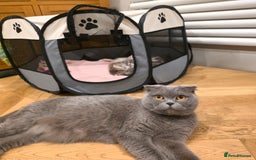 Scottish Fold cats for sale: 😻 Adorable Scottish Fold Kittens For Sale😻 - Image 29