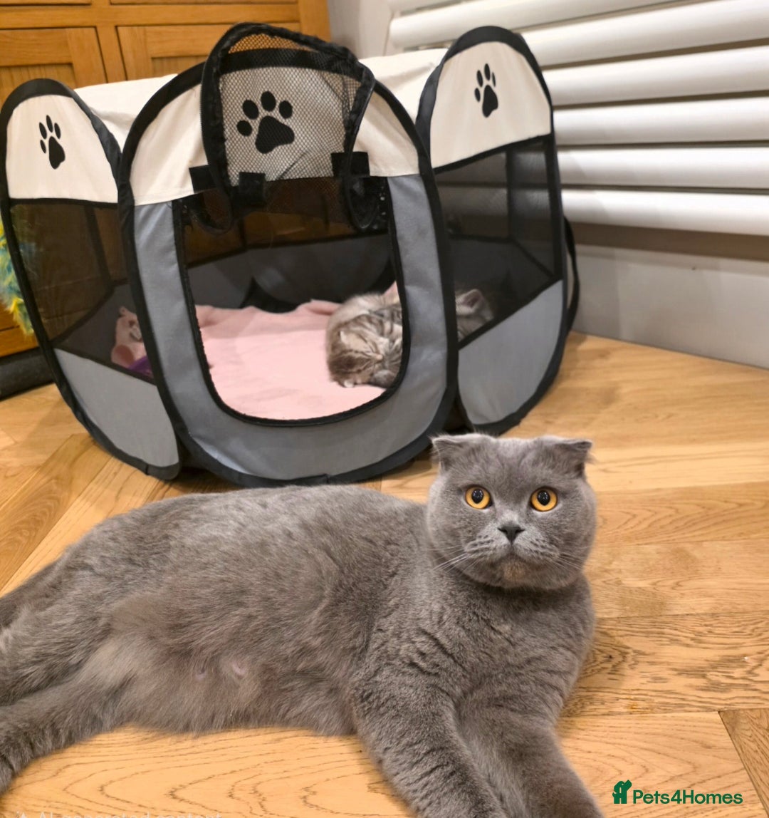 Scottish Fold cats for sale: 😻 Adorable Scottish Fold Kittens For Sale😻 - Image 29