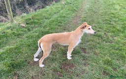 Lurcher dogs for sale: Saluki bred long dog puppies  - Image 2